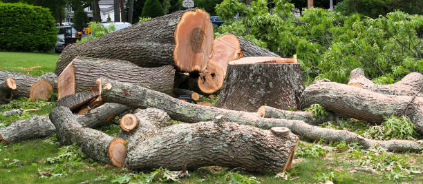 Best Root Management and Removal  in Williamsburg, KY